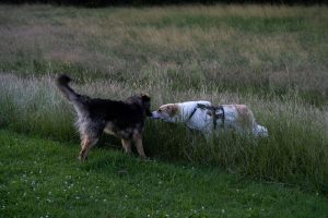Zwei Hunde die sich auf einer Wiese beschnuppern.